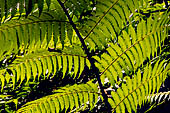 Chiang Mai - Bhubing Palace. The fern garden.